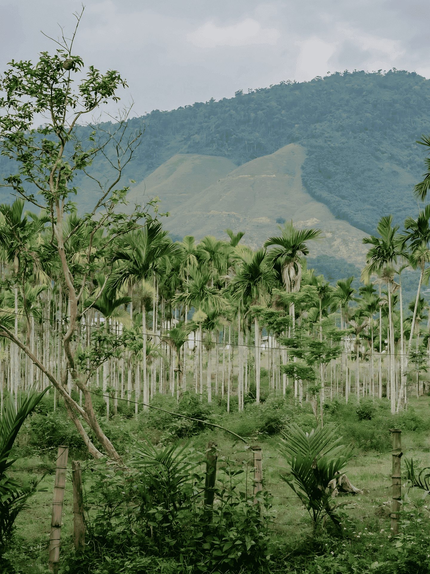 An Nhiên farm