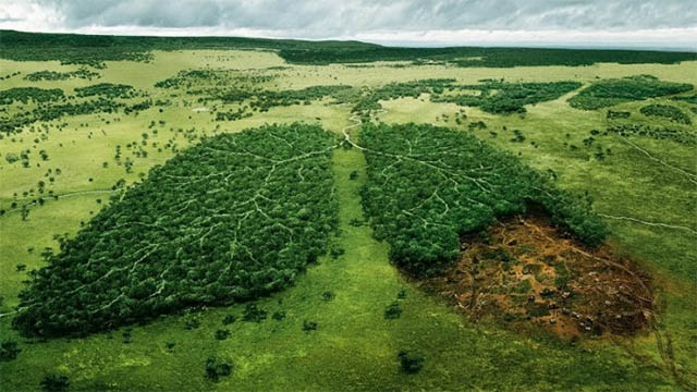 Tại sao trình bày rừng là lá phổi xanh xao của trái khoáy đất?